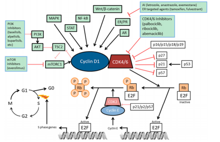 Hormone therapy in breast cancer, news.