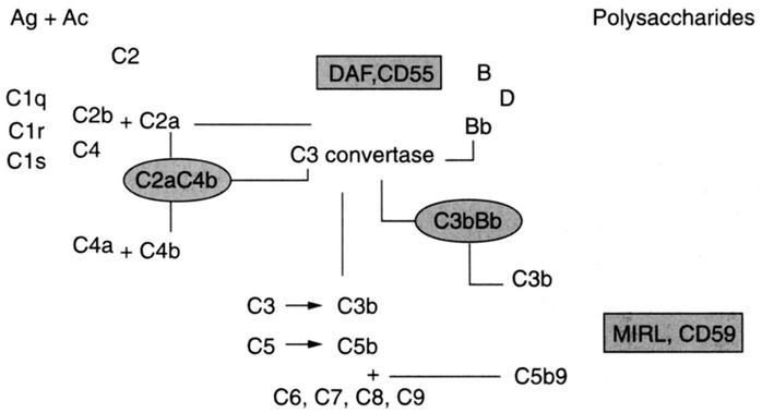 Paroxysmal Nocturnal Hemoglobinuria
