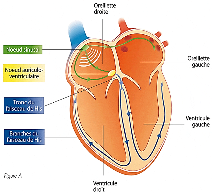 Interprétation d’un ECG normal chez l’enfant