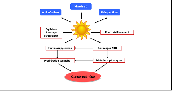 Les photodermatoses : démarche diagnostique