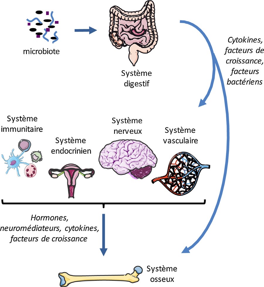 Rôle du microbiote sur le tissu osseux