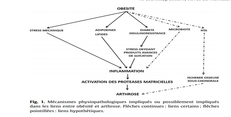 Arthrose et obésité : quels liens ?